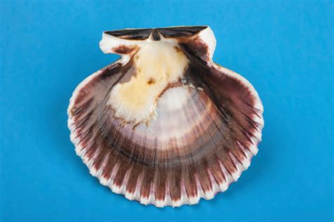 Inside Of Scallop Shell Stock Photo Download Image Now Istock