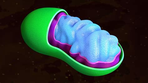 Comic Style Mitochondrium 3d Model
