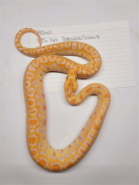 Albino Het Patternlessgranite Burmese Python By Avs Herpetology