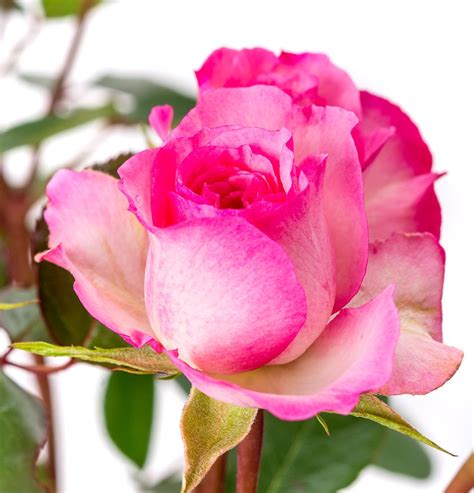 Kletterrose Mini Eden Rose Rosa Mini Eden Rose Günstig Kaufen