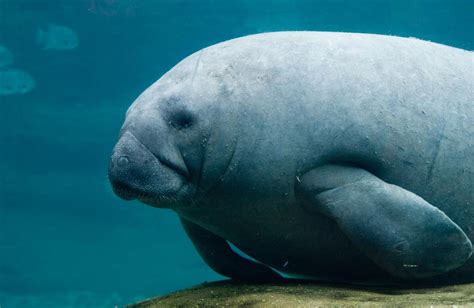 Manatee Lovely Fish And Sea Life And Deep Below Pinterest