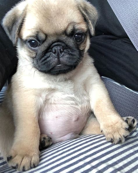 4 Months Old Expensive Pugs Dog Puppy For Sale Or Adoption Near Me