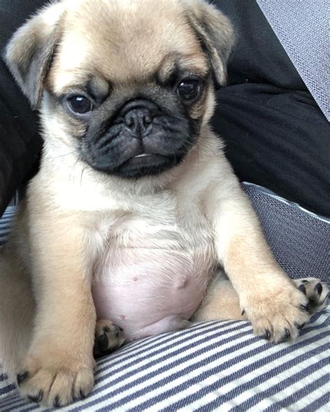 Brian Bowen On Instagram “via Captainchunkthepug Follow Us