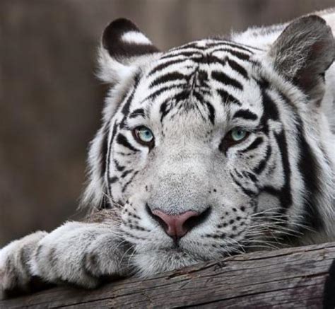 Lista Foto Imagenes De Tigres De Bengala Blancos En D Cena Hermosa