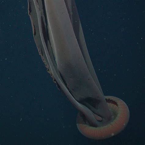 Mbarinews On Instagram This Spectacular Jellyfish Stygiomedusa