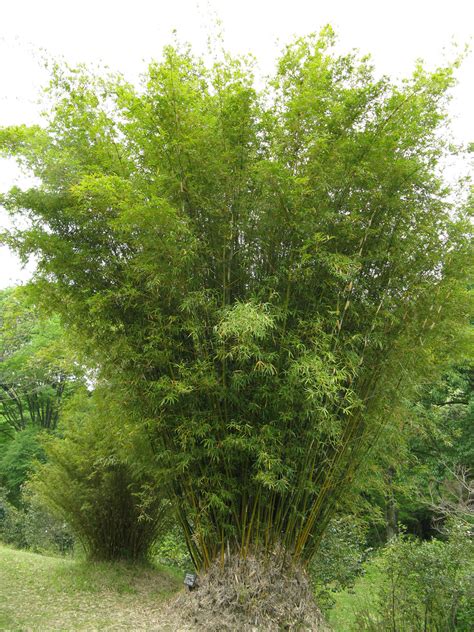 Bambusa Multiplex Hedge Bamboo Bmp Bamboo Sourcery Nursery And Gardens
