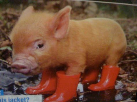 Micro Pig With Rain Boots Pets Pinterest Micro Pig So And Of