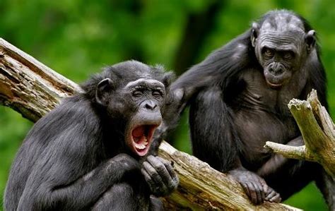 Animals Yawning Extreme Funny Photos Funny And Cute Animals
