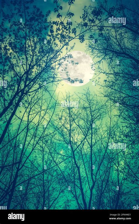 Silhouette Of Dry Trees Against Night Sky And Full Moon Over Tranquil