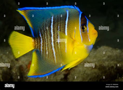 A Juvenile Queen Angelfish Stock Photo Alamy