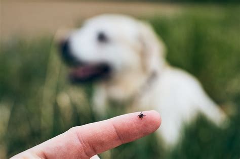 Top 10 Photos Of Engorged Ticks On Dogs You Need To Know