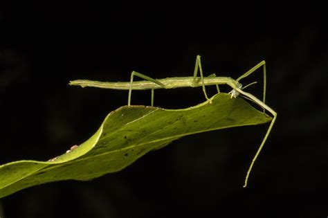 Stick Insects Encyclopedia Of Life