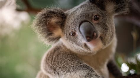 Mar 20, 2020 · animal crossing: Animal Koala 4K HD Wallpapers | HD Wallpapers | ID #32730