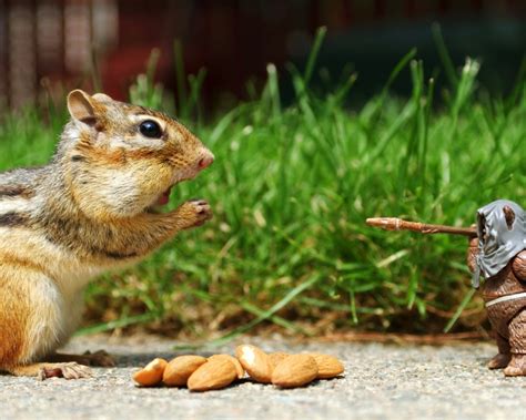 Squirrel Eating Nuts Animals Wallpapers 1280x1024 Fondo De Pantalla 1181