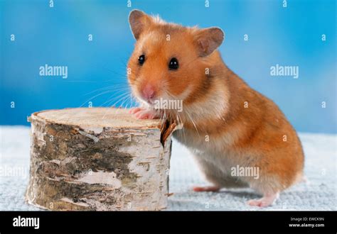 Golden Hamster Pet Hamster Mesocricetus Auratus Adult Next To Birch