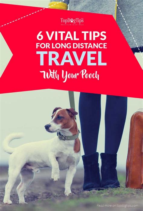 6 Important Tips For Long Distance Traveling With Your Dog
