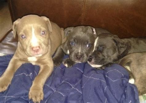 Blue Nose Pitbull Puppies For Sale For Sale In North