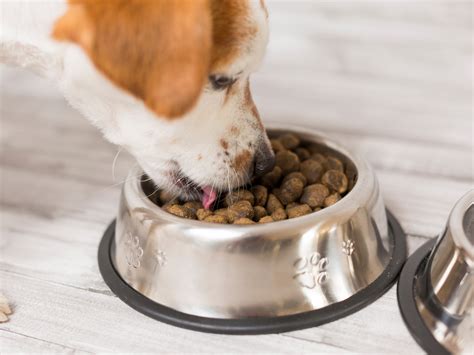 Whats In Your Dogs Food •