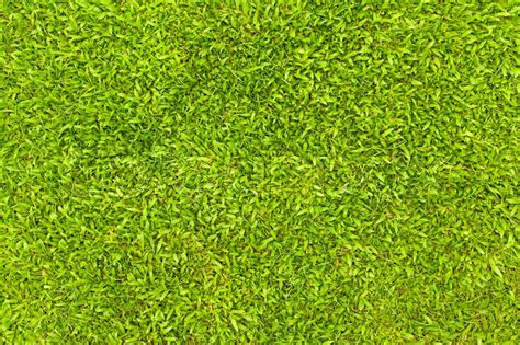 Top View Of Natural Green Grass Stock Image Colourbox