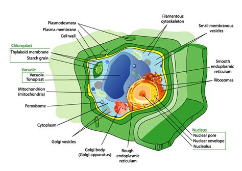 The Diagram Below Represents A Cell Of A Green Plant Wiring Site Resource