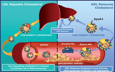 Therapies to Increase ApoA-I and HDL-Cholesterol Levels | Semantic Scholar
