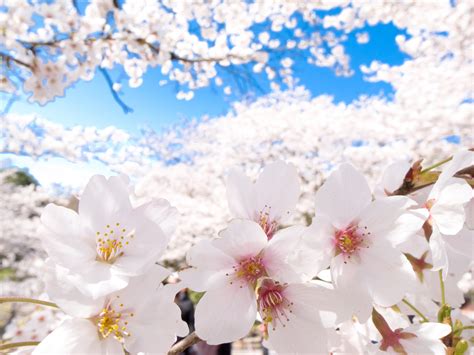Cherry Blossom Japan Clear Sky Flowers Nature