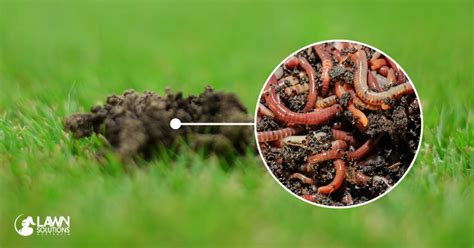 Earthworms And Your Lawn Lawn Solutions Australia