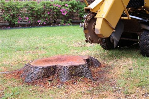 Stump Removal And Stump Grinding Canopy Tree And Land Co