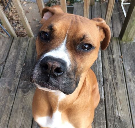 Searching for the most popular grain free food for your dog? Dog Food Guide: Grain Free, Organic, Natural Dog Food ...