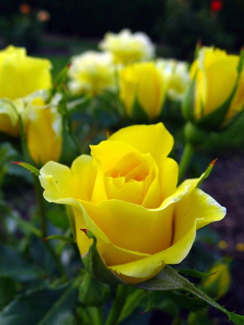 Yellow Roses Beautiful Rose Flowers Yellow Roses Beautiful Flowers