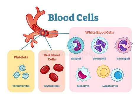 Blood Cell Eosinophil Stock Vector Illustration Of