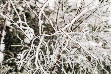 Tree Branches Covered With Snow In Winter Stock Photo Image Of Beauty