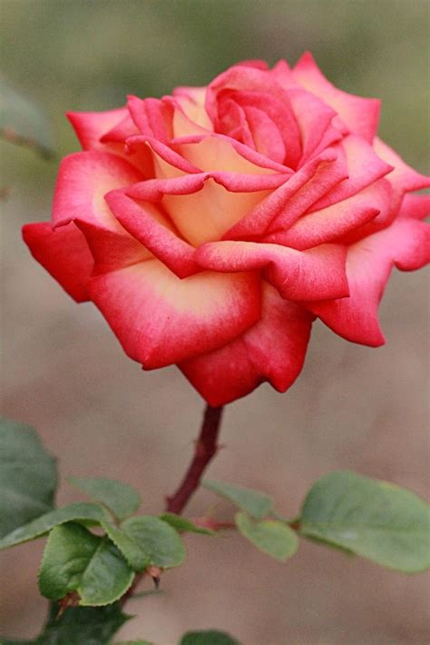 China Rose Rosas Lindas Roseiras Rosas