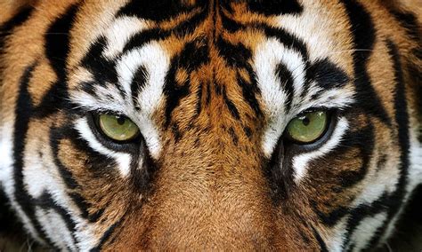 12 datos que quizá no sabías sobre los tigres National Geographic en