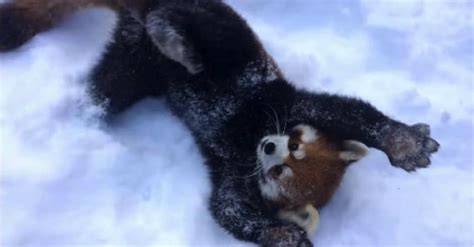 These Red Pandas Jumping In The Snow Will Fill Your Day With Joy