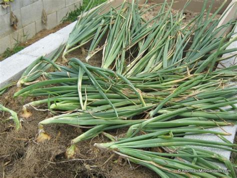 If you have picked your onions from the garden, you need to cure them before storage. Growing Great Onions in a Small Garden - Abundant Mini Gardens