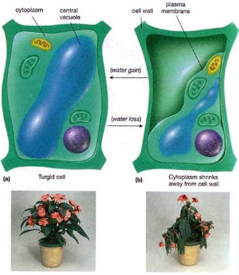 Turgor Pressure In Plants Examples And Meaning Jotscroll