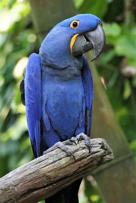 5 Five 5 Blue Macaw Hyacinth Macaw