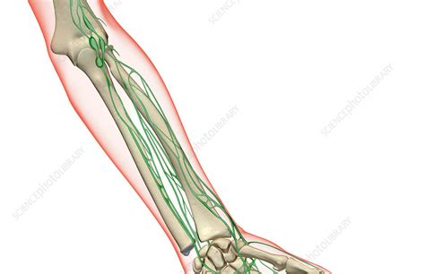 The Lymph Supply Of The Forearm Stock Image F0015353 Science