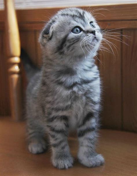 The Scottish Fold Cat Breed Animals ♥ Pinterest Grey