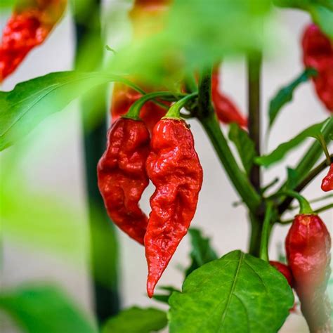 Chilli Bhut Jolokia Red Seeds The Seed Collection