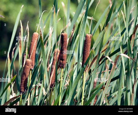 The Common Cattail Typha Latifolia Stock Photo Alamy
