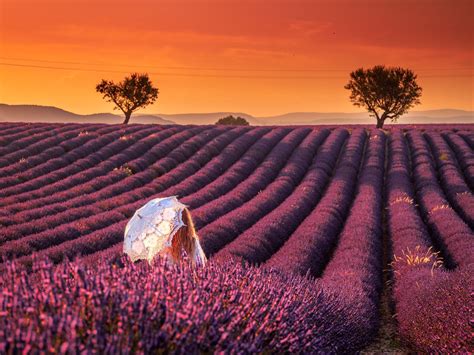 Lavender Field In Valensole France