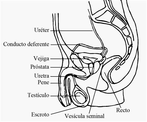 Fig A Aparatos Del Cuerpo Humano Aparato Reproductor Aparatos