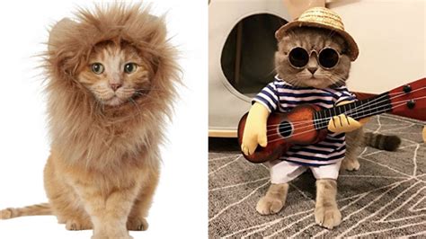 8 Cute Cat Costumes For Halloween 2019 That Are Just Purrfect