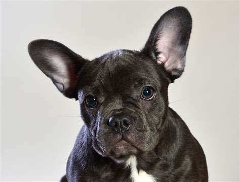 French Bulldog Health Issues How To Stop Them —