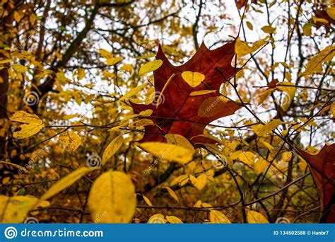 Autumn Leaf On Tree Branch Stock Photo Image Of Color 134502588