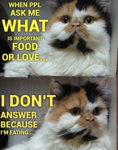The 14 Funniest Persian Cat Memes Of 2019 Petpress