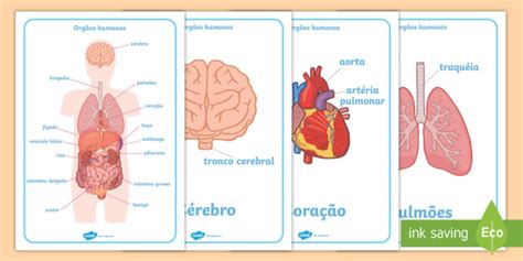 Orgãos Do Corpo Humano Cartazes Portuguese Translation Português