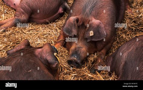 Danish Duroc Pigs In Pen On Livestock Farm Laying Down And Sleeping